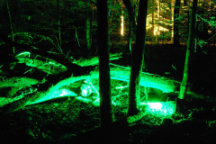 Waldlichter 2012_18