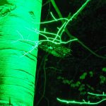 Waldlichter 2012_14