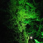 Waldlichter 2012_15