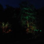Waldlichter 2012_7
