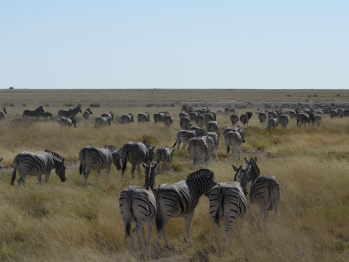 Zebras in Freier Wildbahn